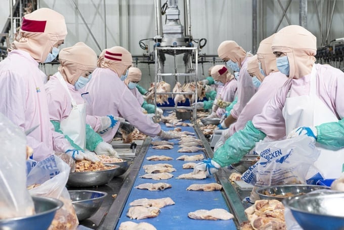 Chov zvířat a veterinární medicína vytvořily obživu pro přibližně 6 milionů z přibližně 8 milionů zemědělských domácností a přispěly ke změně tváře venkovských oblastí. Foto: Minh Anh.