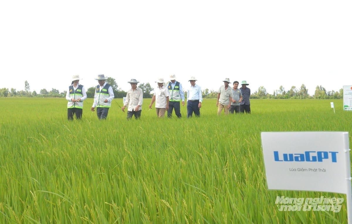 Lực lượng khuyến nông cộng đồng tham gia chuyển giao kỹ thuật IPHM trên cánh đồng thí điểm Đề án 1 triệu ha lúa chất lượng cao tại Hợp tác xã Dịch vụ nông nghiệp Thanh niên Phú Hòa. Ảnh: Trung Chánh.