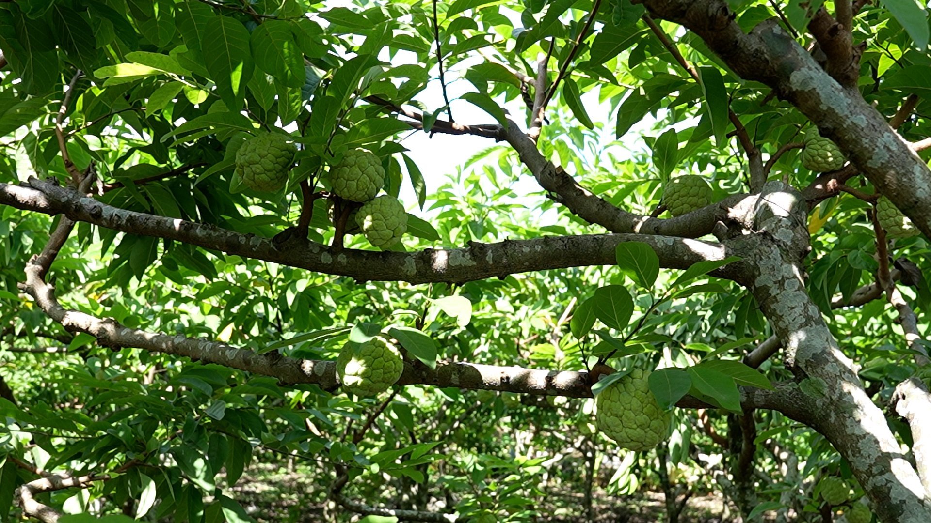 Xã Phú Long có tiềm năng lớn trồng na trái vụ nhờ lợi thế đất đá vôi. Ảnh: Thu Trang.