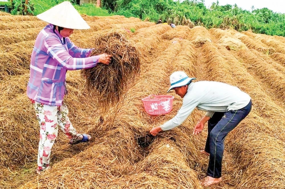 Nông dân Cần Thơ tận dụng phế phụ phẩm nông nghiệp trồng nấm rơm. Ảnh: VAAS.