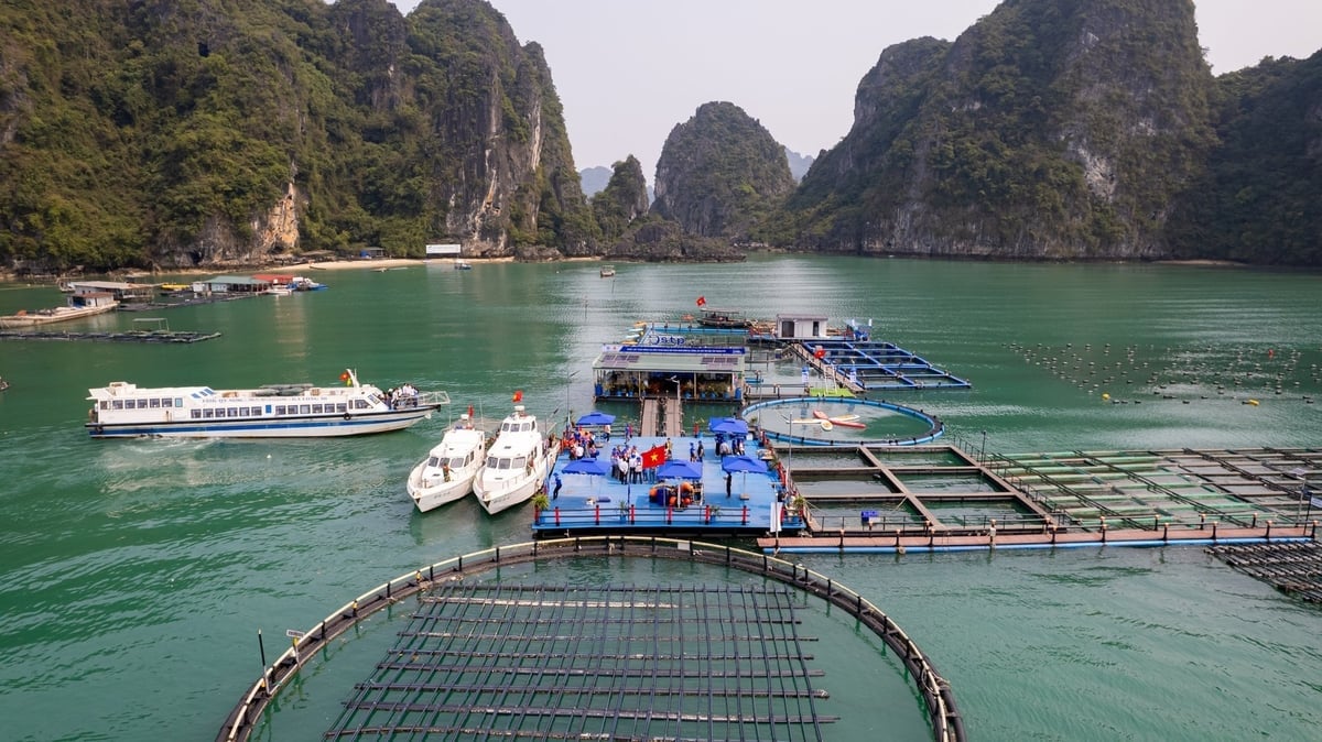 Quảng Ninh hướng đến nuôi biển hiện đại, bền vững. Ảnh: Nguyễn Thành.