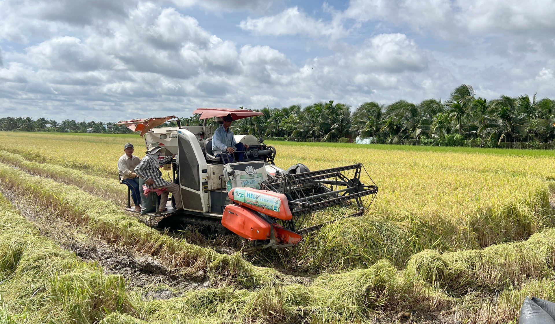 Nông dân ĐBSCL vươn lên bằng tư duy sản xuất mới, tạo ra giá trị nông nghiệp bền vững. Ảnh: Thanh Bạch.