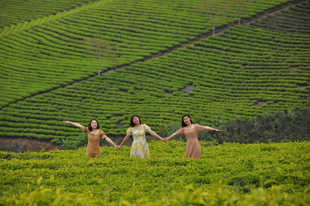 Mezinárodní čajový festival se bude v Lam Dong konat téměř měsíc - foto 2