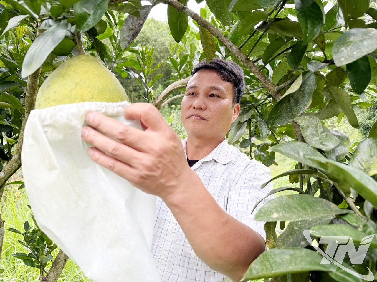 Domnul Le Anh Tuyen, din cătunul Tan Son, comuna La Hien, are grijă de grădina de grepfrut cu coajă verde a familiei sale.