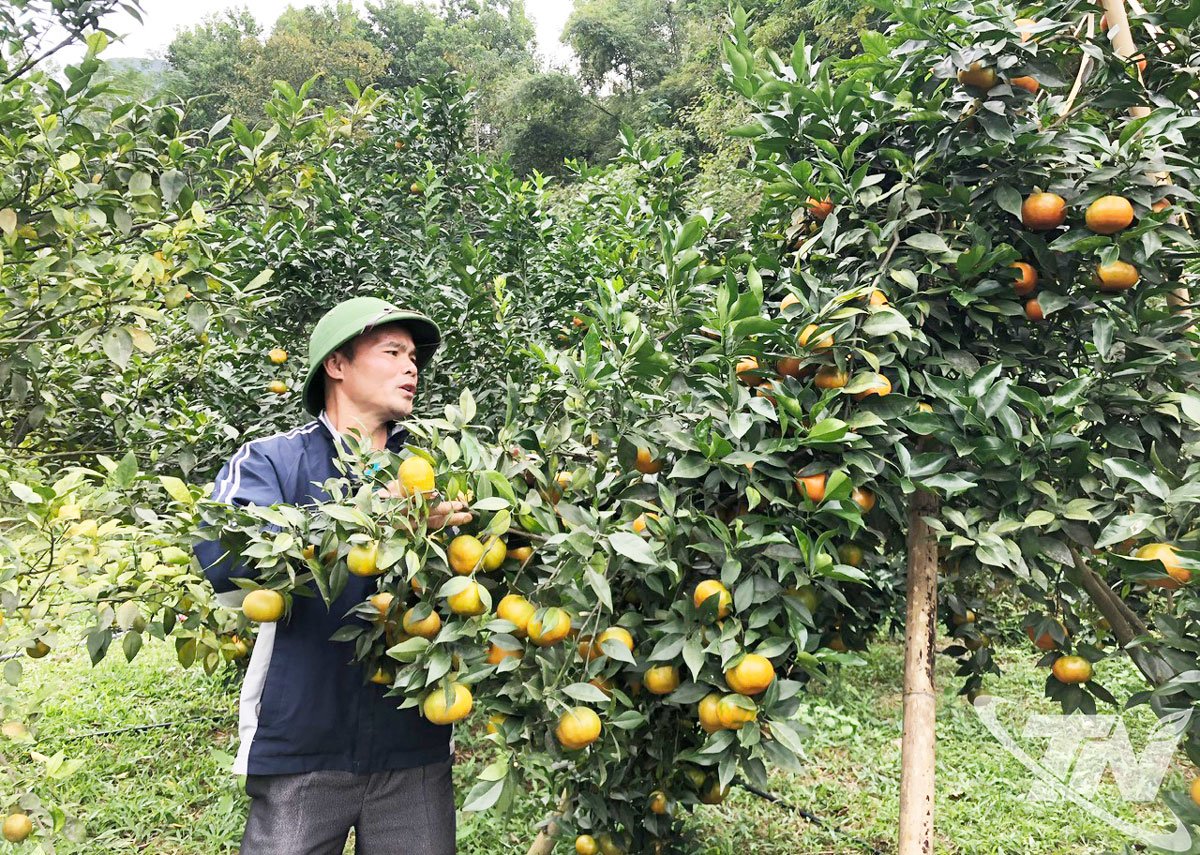 Domnul Vu Van Duong, cătunul Tan Son, comuna La Hien, lângă grădina de mandarini a familiei sale.