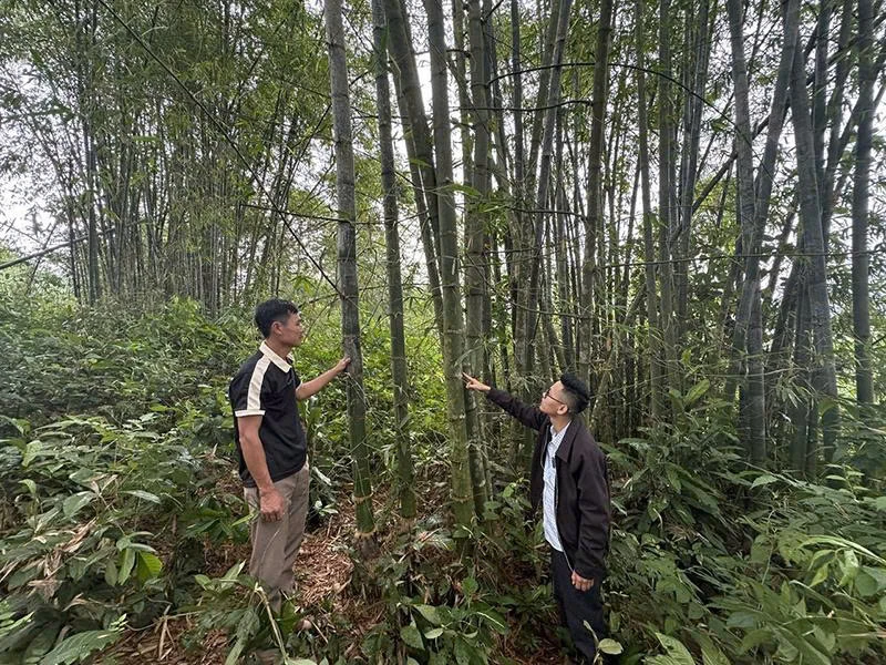 Quy Luong ការពារព្រៃឈើ និងបង្កើនប្រសិទ្ធភាពសេដ្ឋកិច្ចព្រៃឈើ