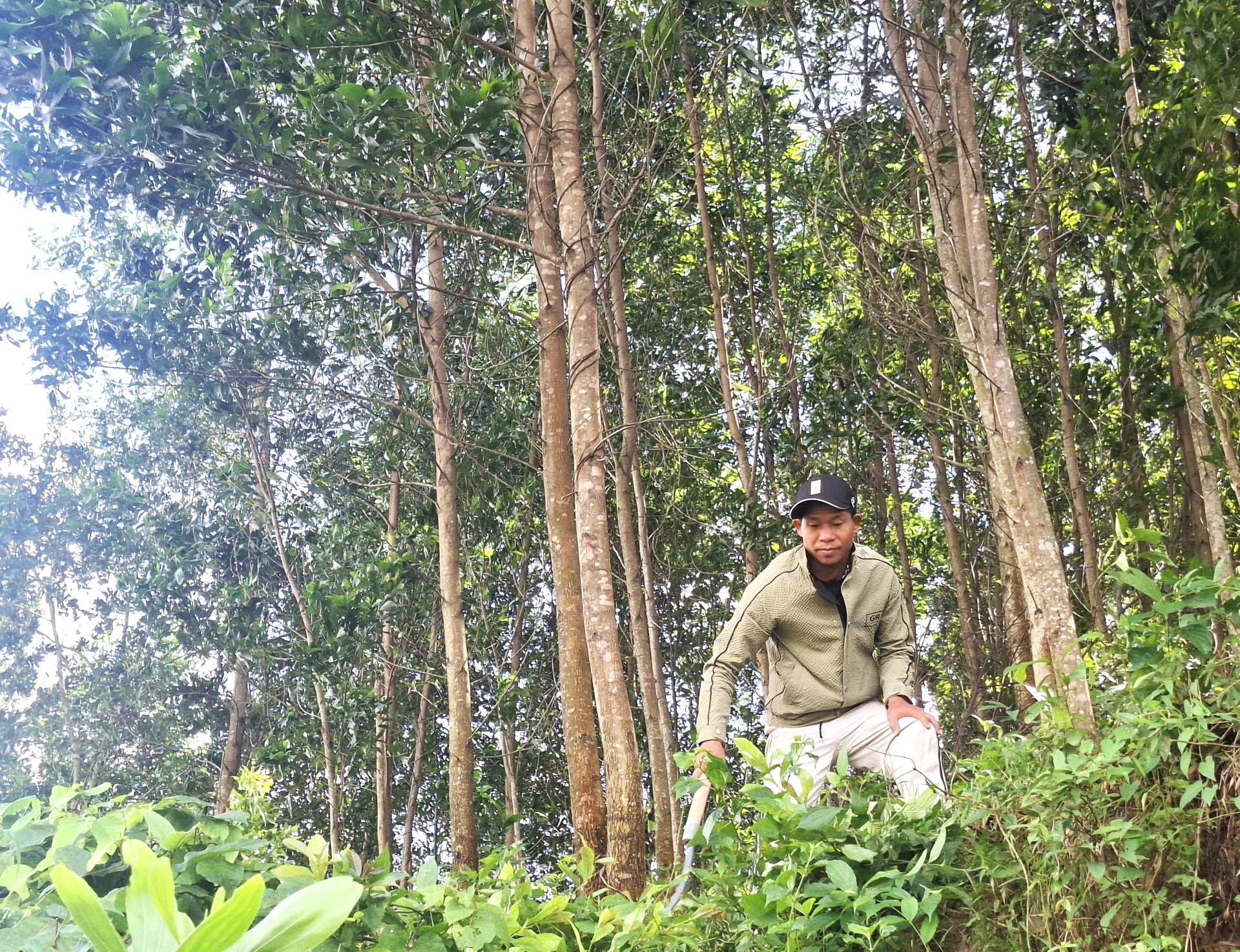 Encik Ho Van Cu Ta memiliki lebih 10 hektar hutan tanaman berpendapatan tinggi - Foto: S.H