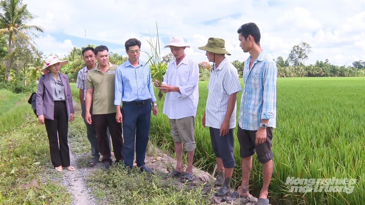 Trường Nông nghiệp – Đại học Cần Thơ đồng hành cùng các địa phương triển khai Đề án 1 triệu ha lúa chất lượng cao, phát thải thấp. Ảnh: Văn Vũ.