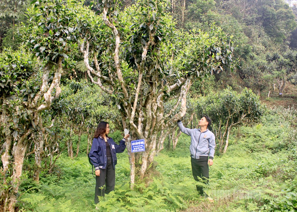 Teh Shan Tuyet kuno di komune Cao Bo.