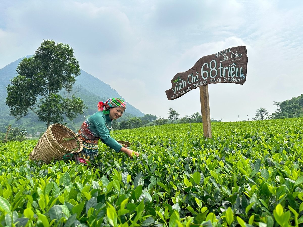 Chính sách mới sẽ hỗ trợ chuỗi liên kết đảm bảo truy xuất nguồn gốc, đạt tiêu chuẩn kỹ thuật. Ảnh: Quang Linh.