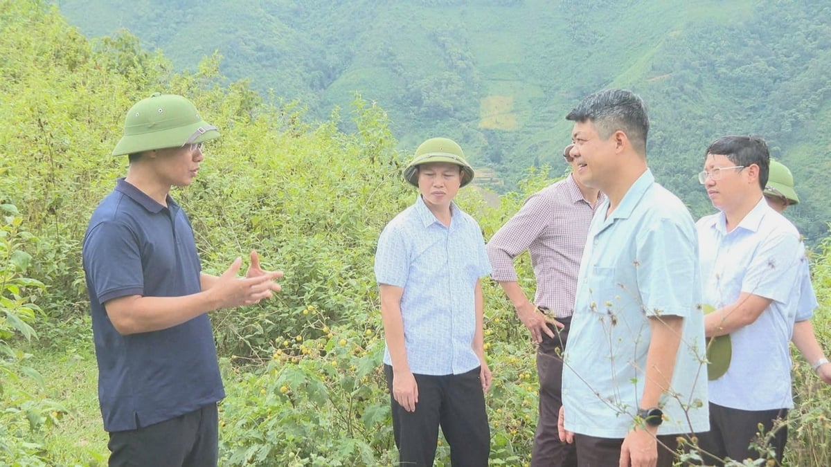 Đoàn công tác xã Chiềng Sinh kiểm tra, rà soát thực tế diện tích trồng mắc ca, cà phê trên địa bàn. Ảnh: Hoàng Châu. 
