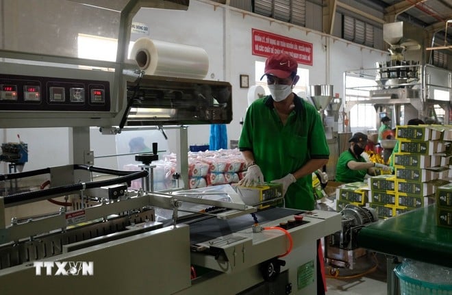 बाओ लोक की कई कंपनियों ने उत्पाद की गुणवत्ता सुनिश्चित करने के लिए चाय उत्पादन में स्वचालन लागू किया है। (फोटो: गुयेन डुंग/वीएनए)