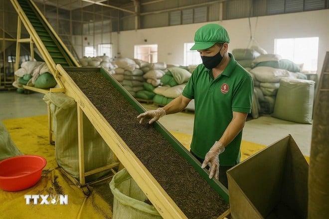 बाओ लोक में चाय प्रसंस्करण (फोटो: खा फाम/वीएनए)