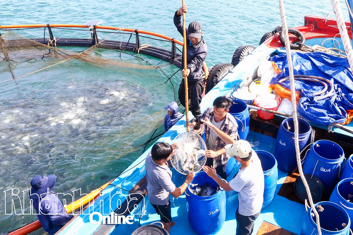 ヴォー・ラム・ドン氏の家族はホンノイ海域で養殖された魚を収穫している。