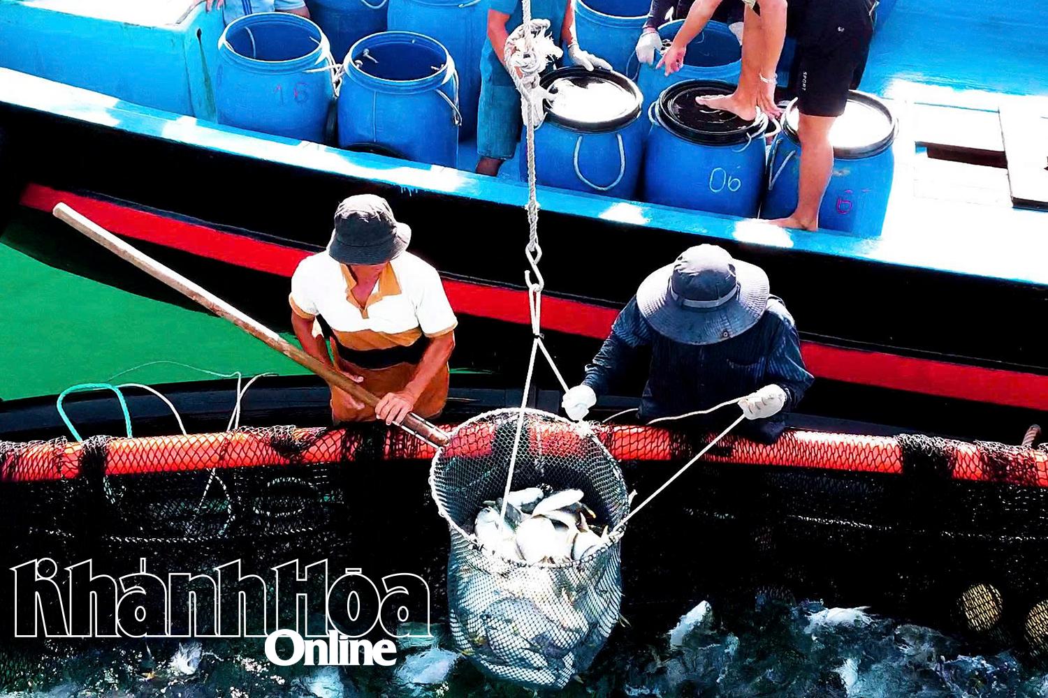 ダム湾海域でヴー・カック・ムオイ氏の家族が養殖したキハダマナガツオを収穫している様子。