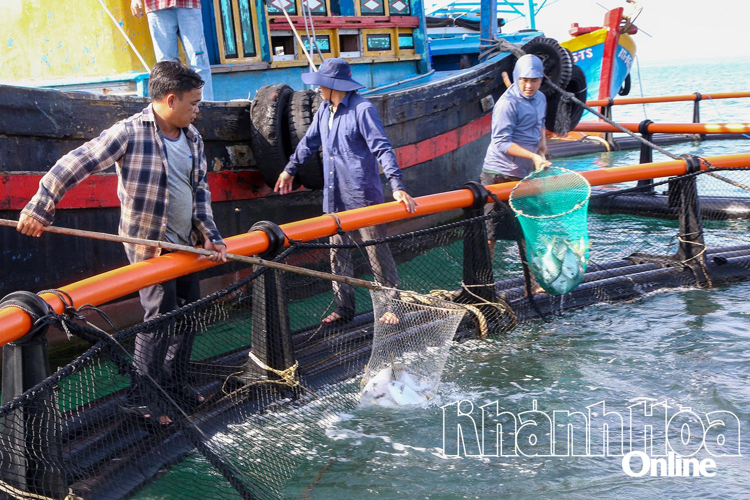 ヴォー・ラム・ドン氏（左表紙）が養殖魚を収穫している。