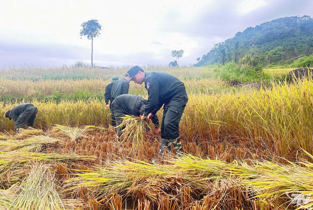 Medlemmar i ungdomsfacket vid den mobila polisavdelningen samordnade med lokala myndigheter och polisen i Cam Giang kommun för att stödja skörden av 5 sao ris för två hushåll i Cam Giang kommun.