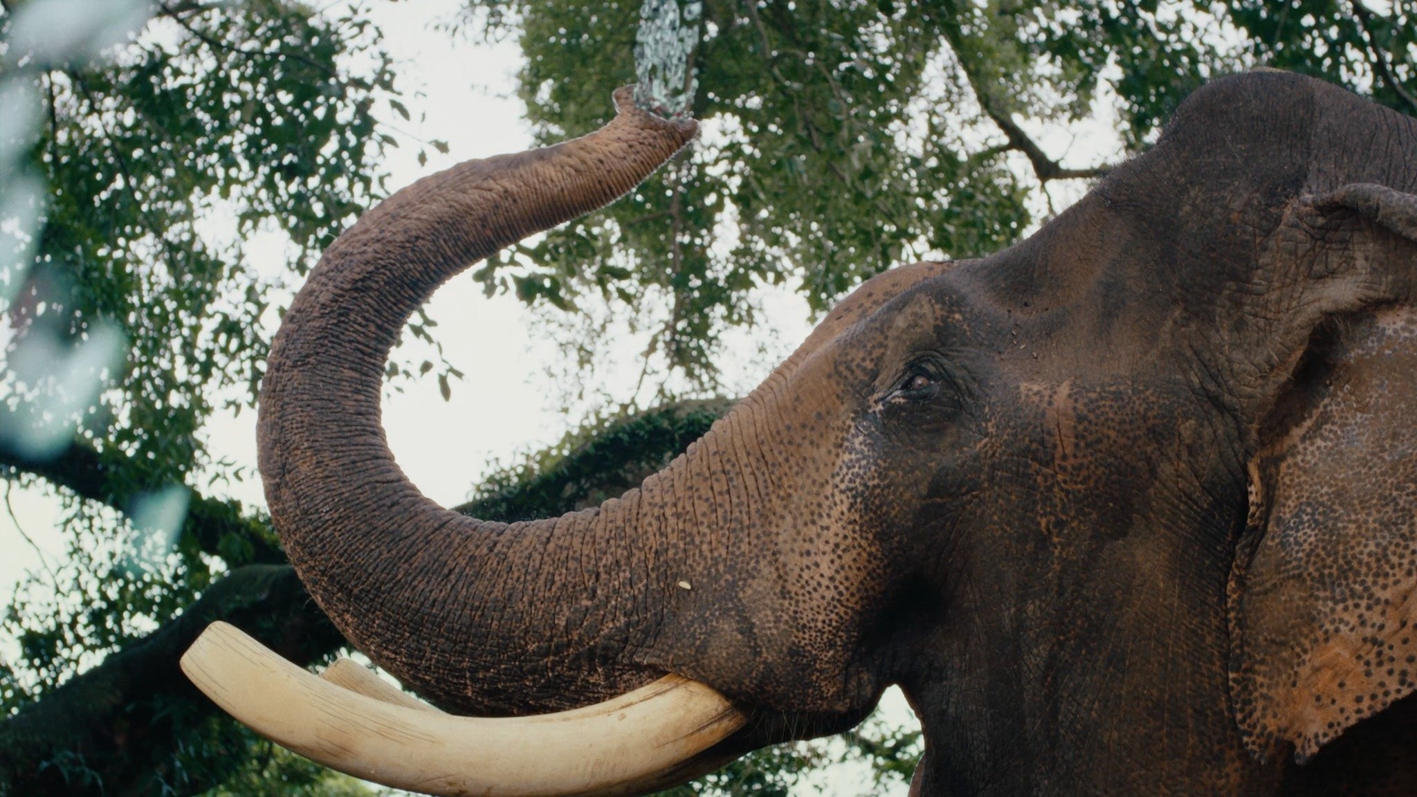 MV Muc ha vo nhan anh 11