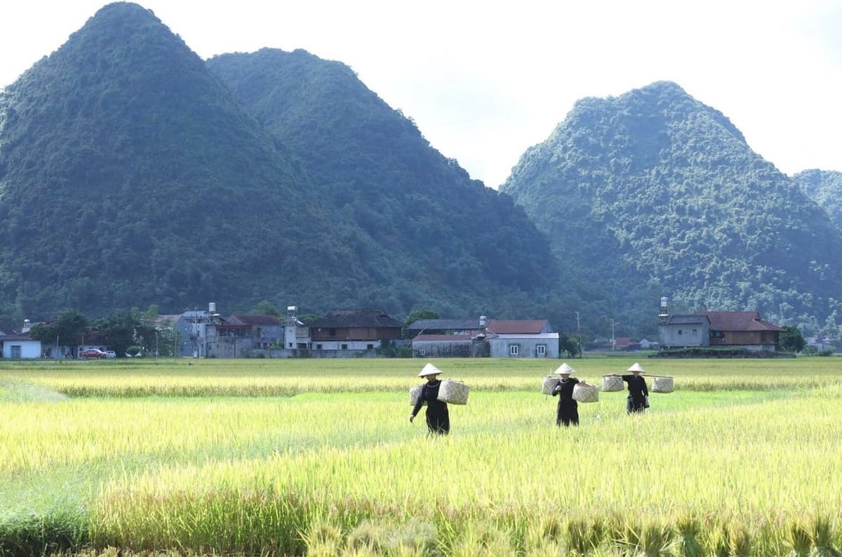 Cùng với công cuộc đổi mới, nông nghiệp Lạng Sơn đi thẳng vào ứng dụng khoa học, đưa giống mới, đa dạng hóa cây trồng, cải tiến mùa vụ. Ảnh: Hoàng Nghĩa.