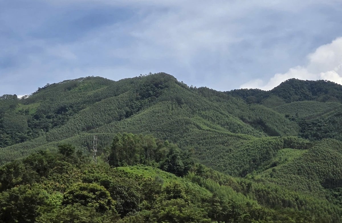 Độ che phủ rừng của Lạng Sơn năm 2025 đạt 64,5%, tăng 1,5% so với 2020. Ảnh: Hoàng Nghĩa.