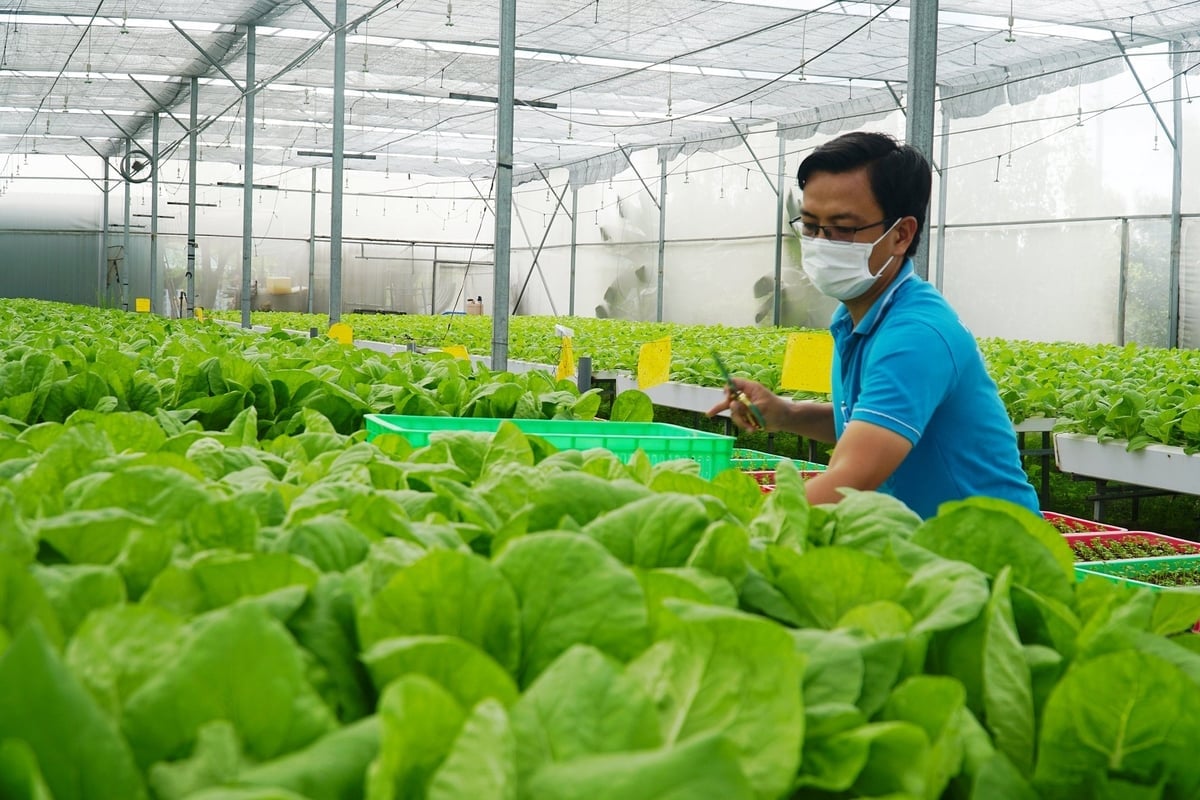 HTX nông nghiệp Tuấn Ngọc (phường Long Trường) cung cấp trên 200 tấn rau thủy canh các loại vào thị trường mỗi năm, đặc biệt HTX đã có hợp đồng cung cấp sản phẩm ổn định với trên 20 đối tác trong và ngoài thành phố. Ảnh: Nguyễn Thủy.