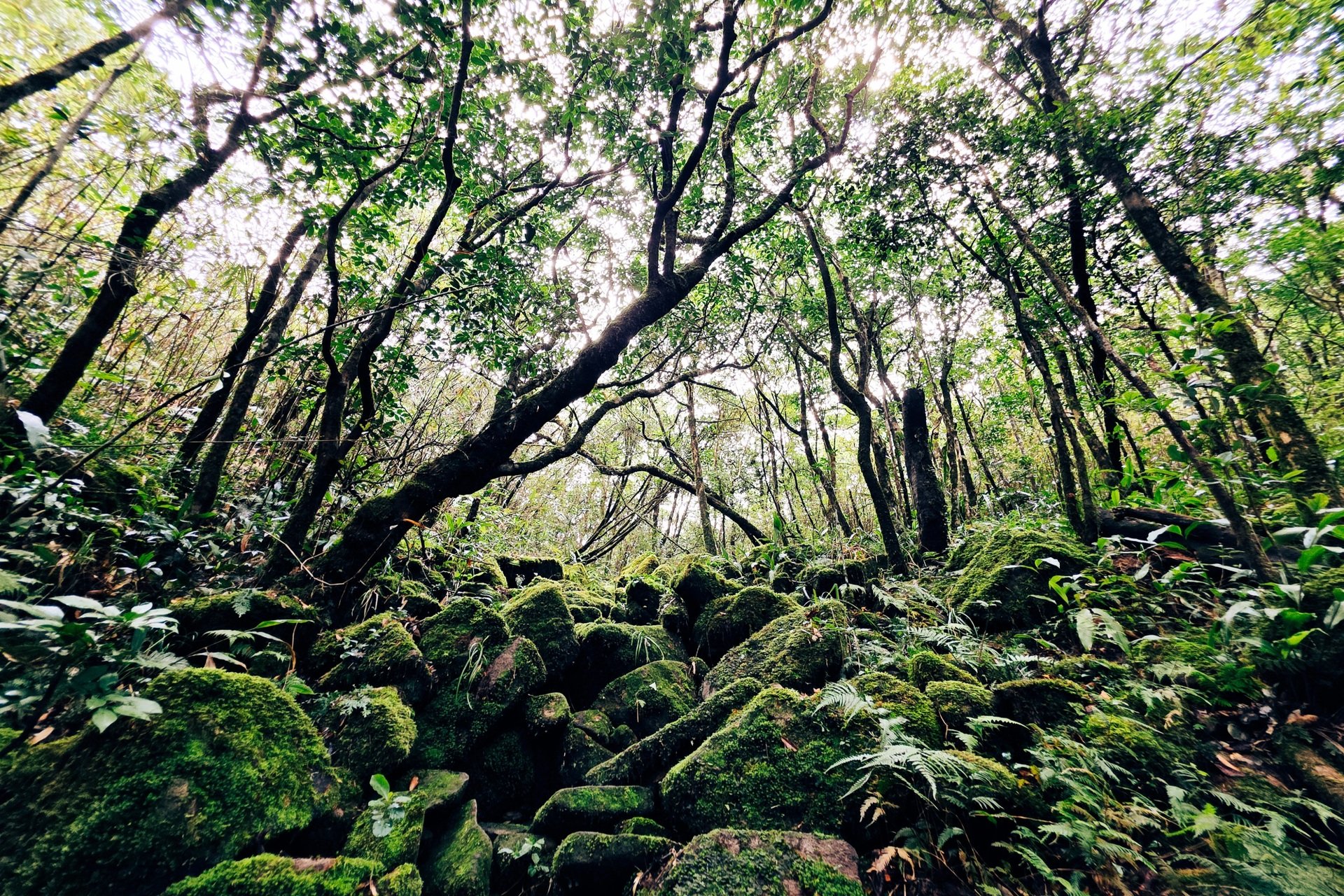 ការបរបាញ់លើពពកនៅលើ 