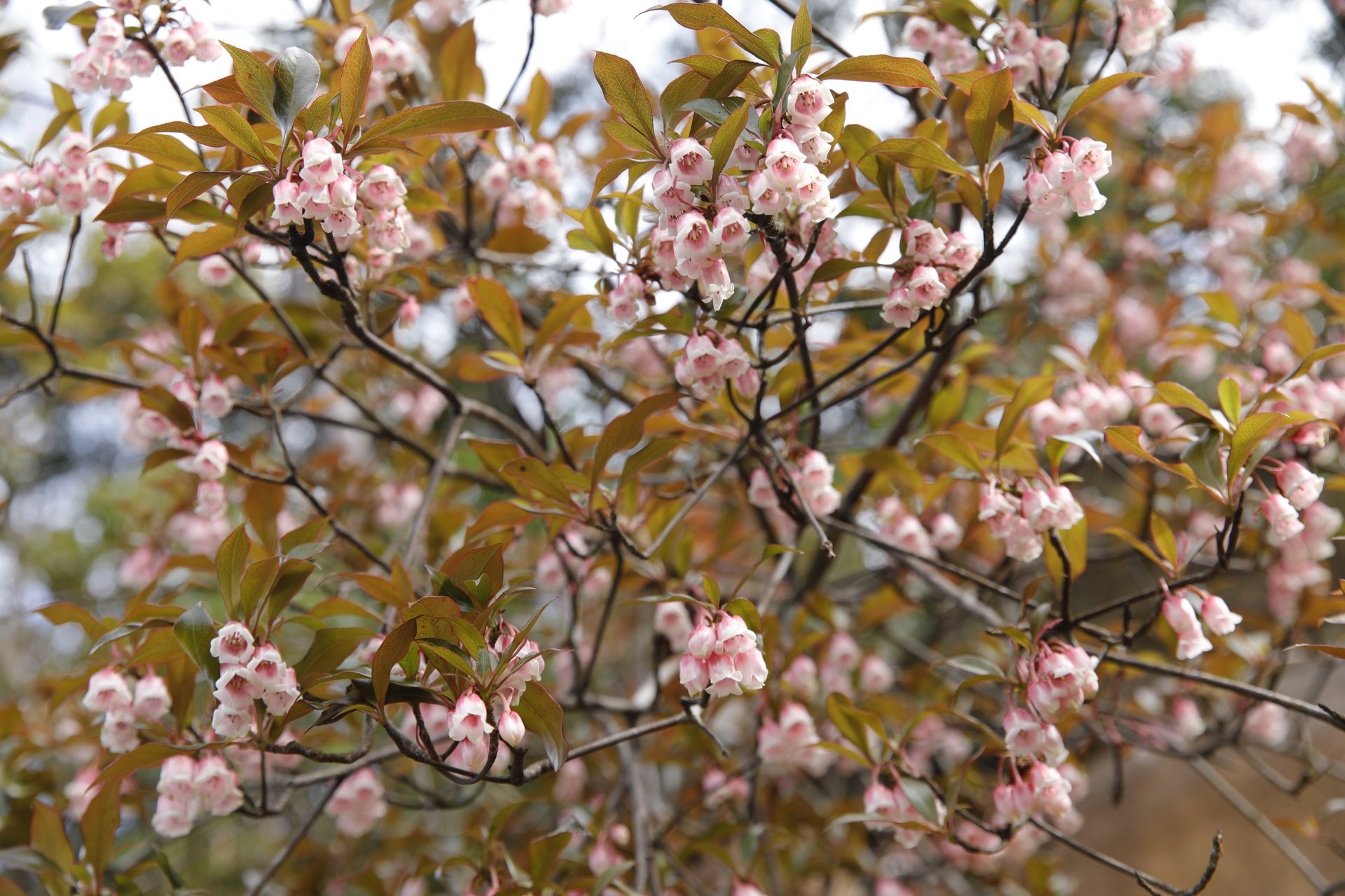 ការបរបាញ់លើពពកនៅលើ 