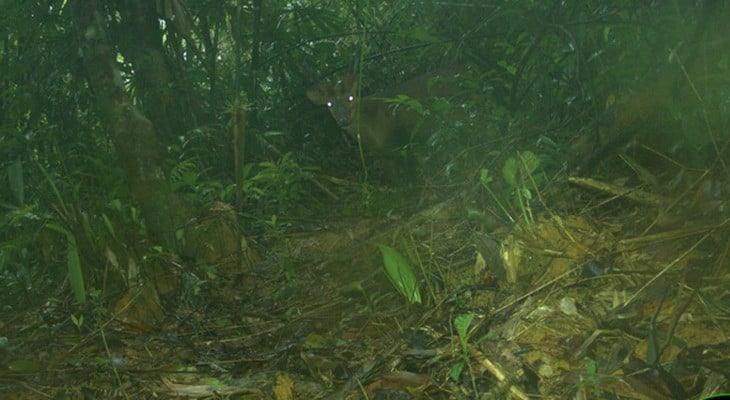 大きな角を持つキョン(Muntiacus vuquangensis)は、1994年から科学者に知られており、ラオスとベトナムの国境に接するアンナン山脈にのみ生息しています。写真:Leibniz-IZW、WWFベトナム、USAID、ソンタン自然保護区。 Mang lớn có tên khoa học là Muntiacus vuquangensis. Loài này được các nhà khoa học biết đến kể từ năm 1994 và chỉ được tìm thấy trong dãy núi Trường Sơn, nơi giáp ranh giữa Lào và Việt Nam. Ảnh: Leibniz-IZW, WWF-Việt Nam, USAID & Khu Bảo tồn Sông Thanh.