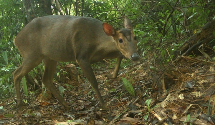 近年、密猟により、キョンの個体数は著しく減少しています。2016年には、IUCN(国際自然保護連合)レッドリストにおいて、絶滅危惧種から絶滅危惧IA類(CR)に指定されました。写真:Leibniz-IZW、WWFベトナム、USAID、ソンタン自然保護区 Do bị săn bắt bất hợp pháp nên quần thể mang lớn bị suy giảm nghiêm trọng trong thời gian qua. Năm 2016, tình trạng của loài này được chuyển từ bị đe dọa thành bị đe dọa nghiêm trọng trong sách đỏ của IUCN (Liên minh quốc tế bảo tồn thiên nhiên và tài nguyên thiên nhiên) về các loài bị đe dọa. Ảnh: Leibniz-IZW, WWF-Việt Nam, USAID & Khu Bảo tồn Sông Thanh.