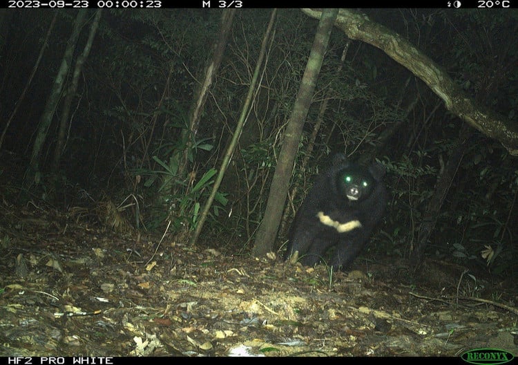 アジアツキノワグマは、学名Ursus thibetanusまたはUrsus tibetanusで、チベットツキノワグマ、ヒマラヤツキノワグマ、アジアツキノワグマとも呼ばれます。写真:バク・フォン・ホア自然保護区。 Gấu ngựa có tên khoa học là Ursus thibetanus hay Ursus tibetanus, còn được biết đến với tên gọi gấu đen Tây Tạng, gấu đen Himalaya hay gấu đen châu Á. Ảnh: Khu bảo tồn thiên nhiên bắc Hướng Hóa.