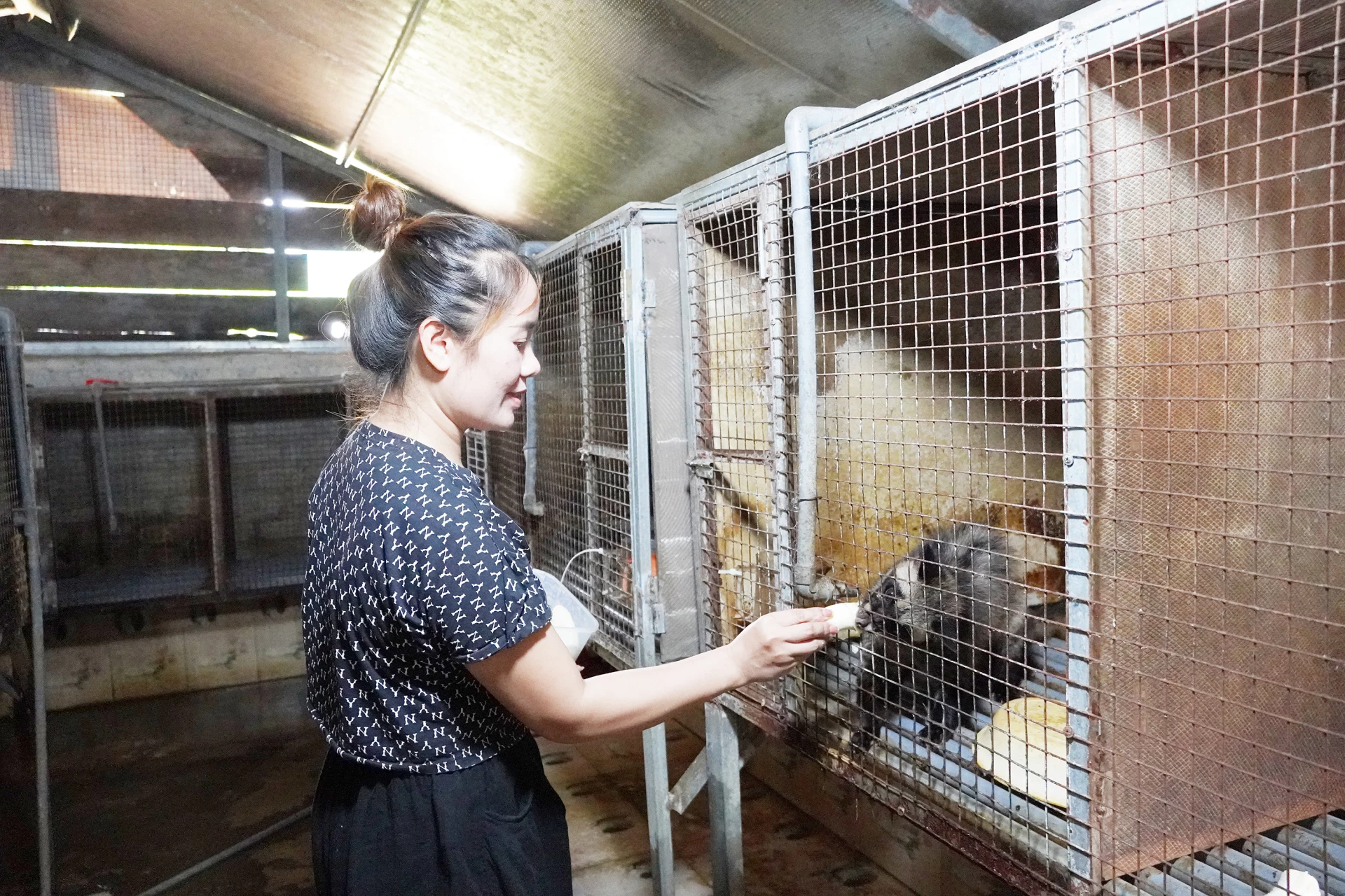 Chị Đinh Thị Mỹ Hương đang chăm sóc đàn chồn        - Ảnh: X.V