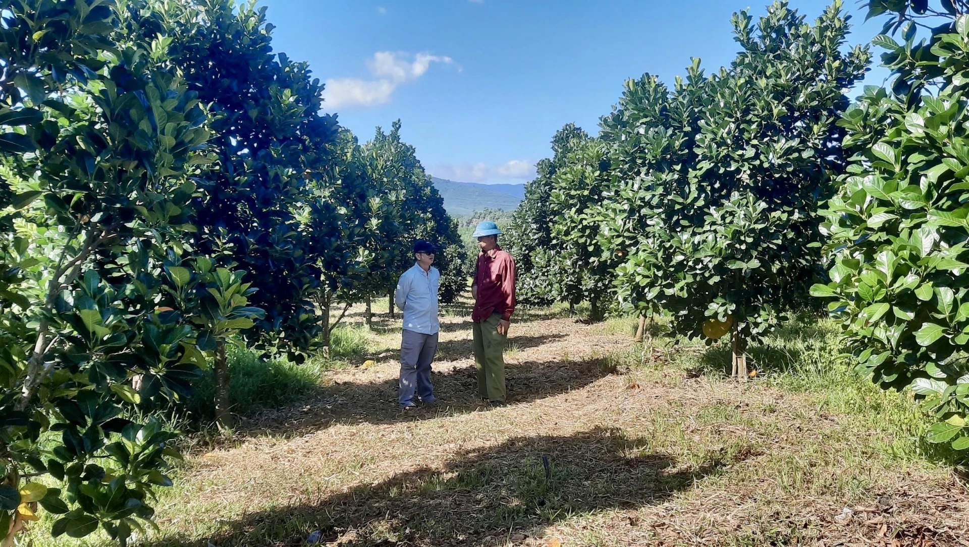 Mnoho farmářů odvážně změnilo strukturu plodin a hospodářských zvířat, aby zvýšili ekonomickou hodnotu a přispěli k obohacení svých rodin a lokalit - Foto: T.A