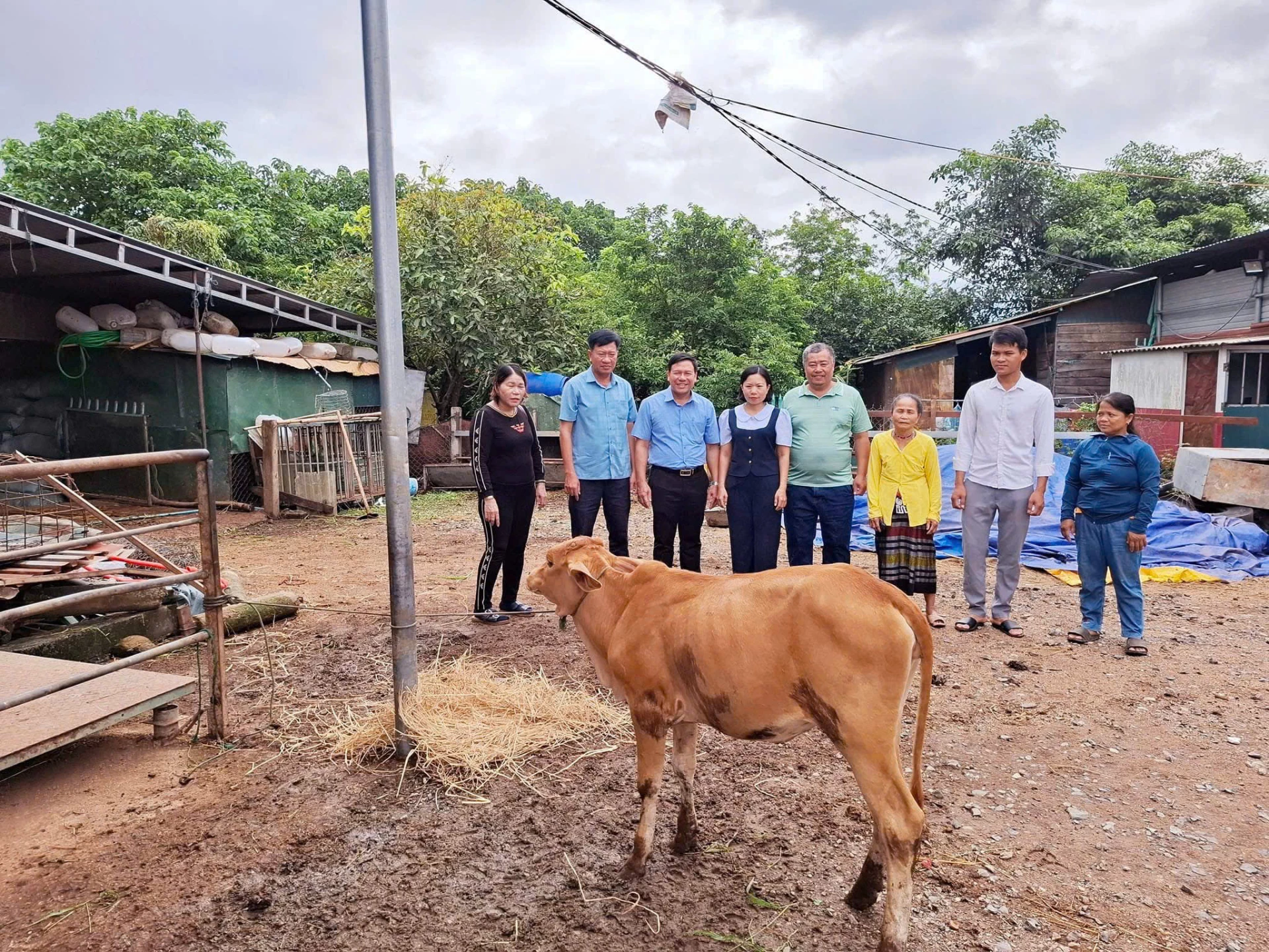 นางสาวเหงียน ถิ ถวง (ซ้ายสุด) มอบวัวพันธุ์ให้กับครัวเรือนยากจนในหมู่บ้านกะตัง ตำบลเหล่าบาว - ภาพโดย: L.N