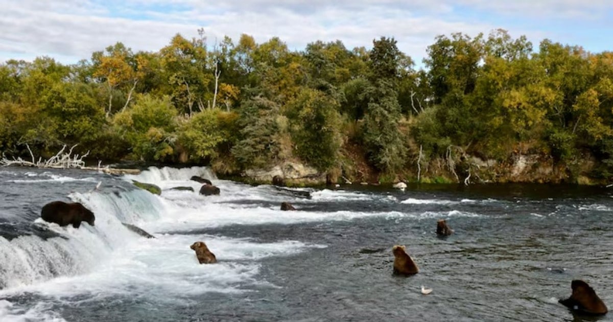 Alaska bị kiện vì cho phép săn gấu từ trực thăng