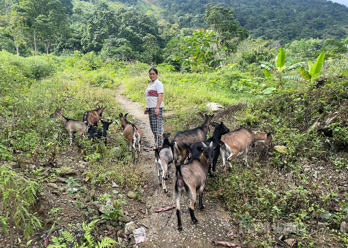 גידול עיזים מסחרי מסייע למשפחתה של גב' פאן טי טויאט, אזור היישוב מחדש דונג טאם, כפר ין לאפ, קומונה ין טאן, לקבל הכנסה יציבה.