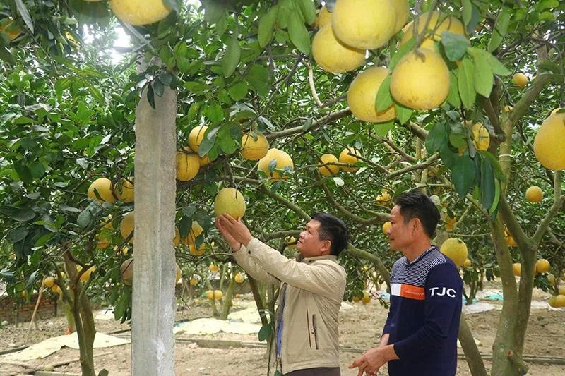 ພັດທະນາຜະລິດຕະພັນ OCOP ຈາກເຂດພິເສດ