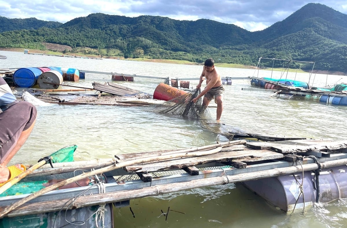 Bão số 13 đánh tan tác gần 350 lồng bè nuôi cá trong lòng hồ Định Bình. Ảnh: V.Đ.T.