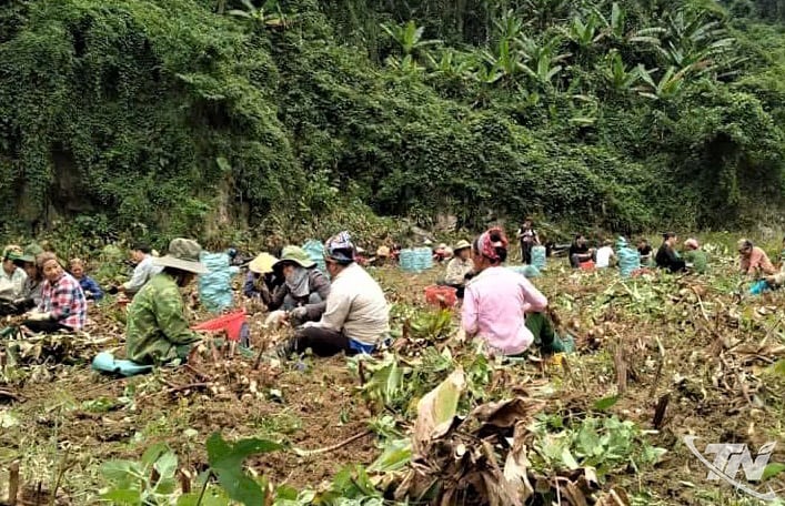 Етнічні жителі комуни Кон Мінх допомагають одне одному збирати бульби маранти.