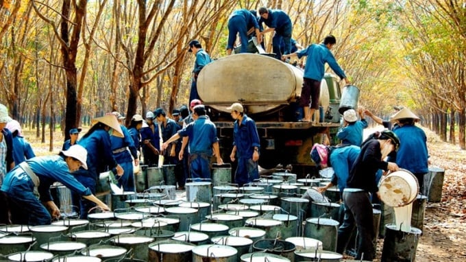 Giá cao su hôm nay 12/11/2025 ở trong nước và thế giới mới nhất