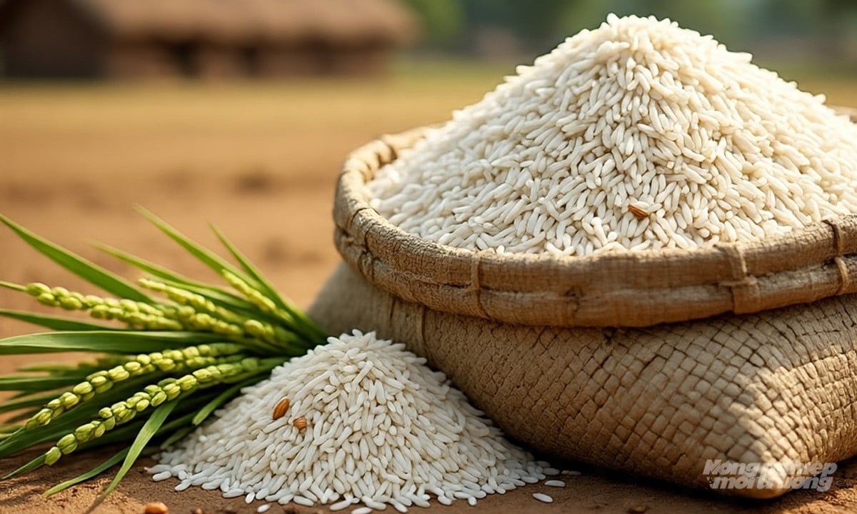 Cập nhật giá lúa gạo hôm nay 12/11/2025 mới nhất