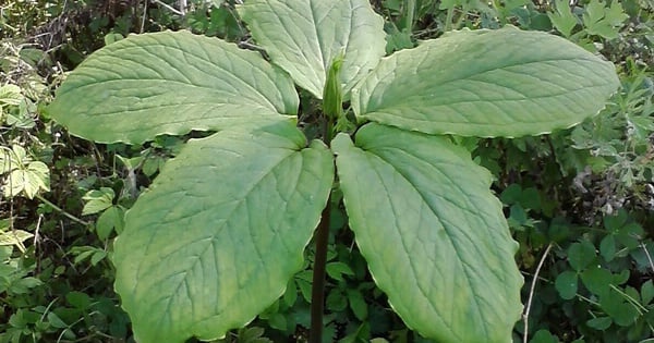 Hoàn thiện cơ chế, chính sách thúc đẩy chuyển đổi số để truy xuất nguồn gốc, minh bạch chuỗi dược liệu