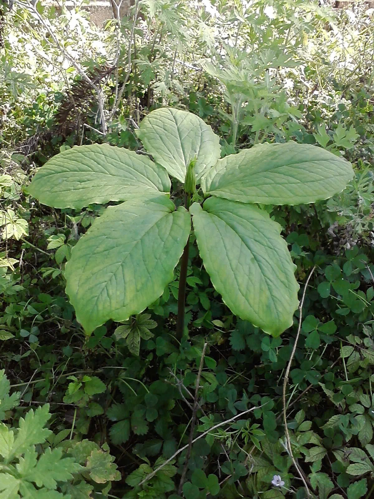 Hoàn thiện cơ chế, chính sách thúc đẩy chuyển đổi số để truy xuất nguồn gốc, minh bạch chuỗi dược liệu - Ảnh 1.