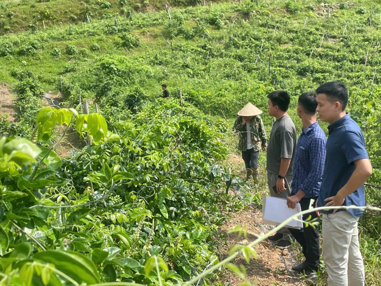 Hoàn thiện cơ chế, chính sách thúc đẩy chuyển đổi số để truy xuất nguồn gốc, minh bạch chuỗi dược liệu - Ảnh 2.