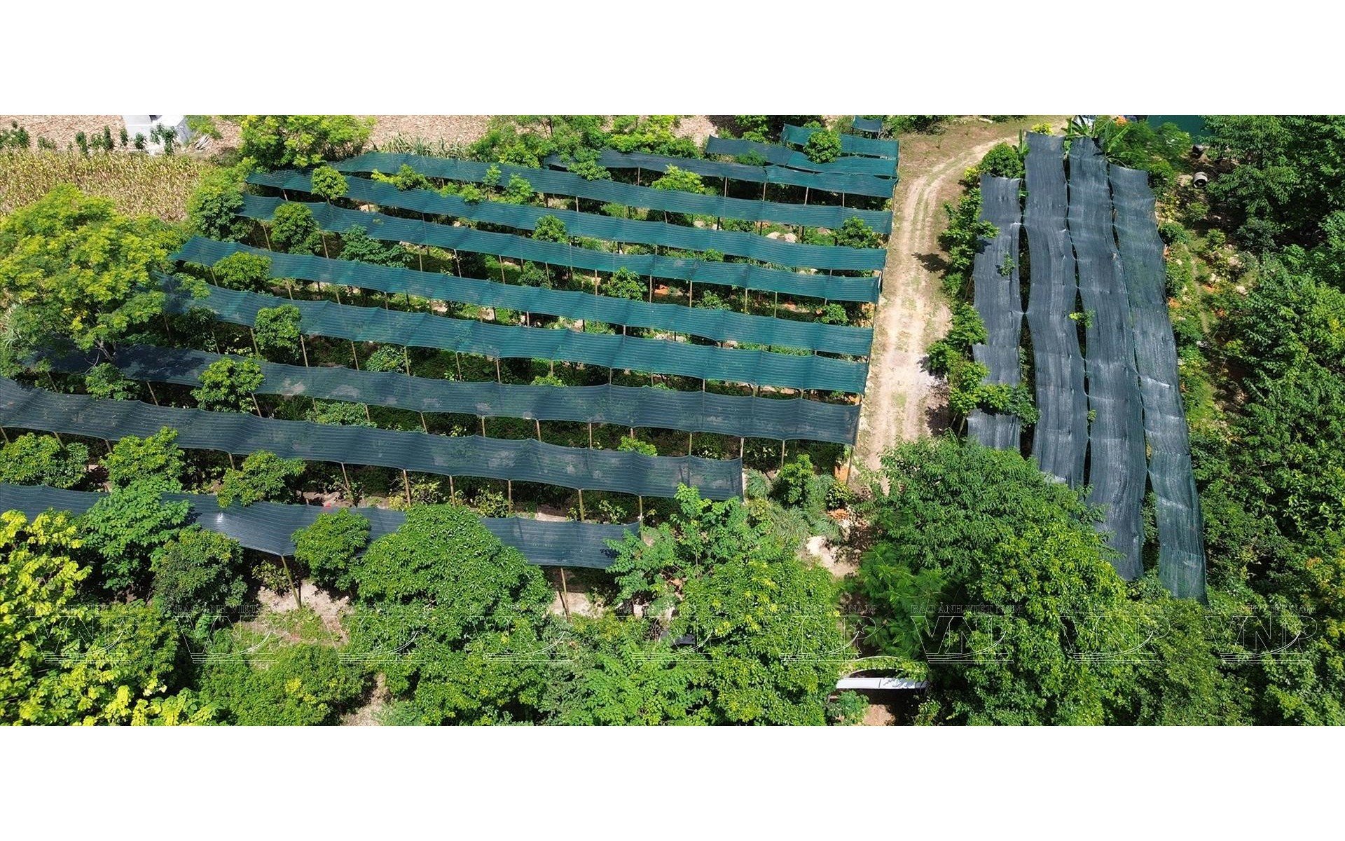 Phát triển dược liệu gắn với sinh kế bền vững dưới tán rừng