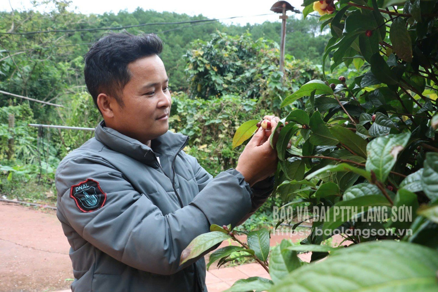Trieu Huu An úr, a Loi Bac gyógynövény-szövetkezet vezetője a sárga kaméliavirágok minőségét ellenőrzi a betakarítás előtt.