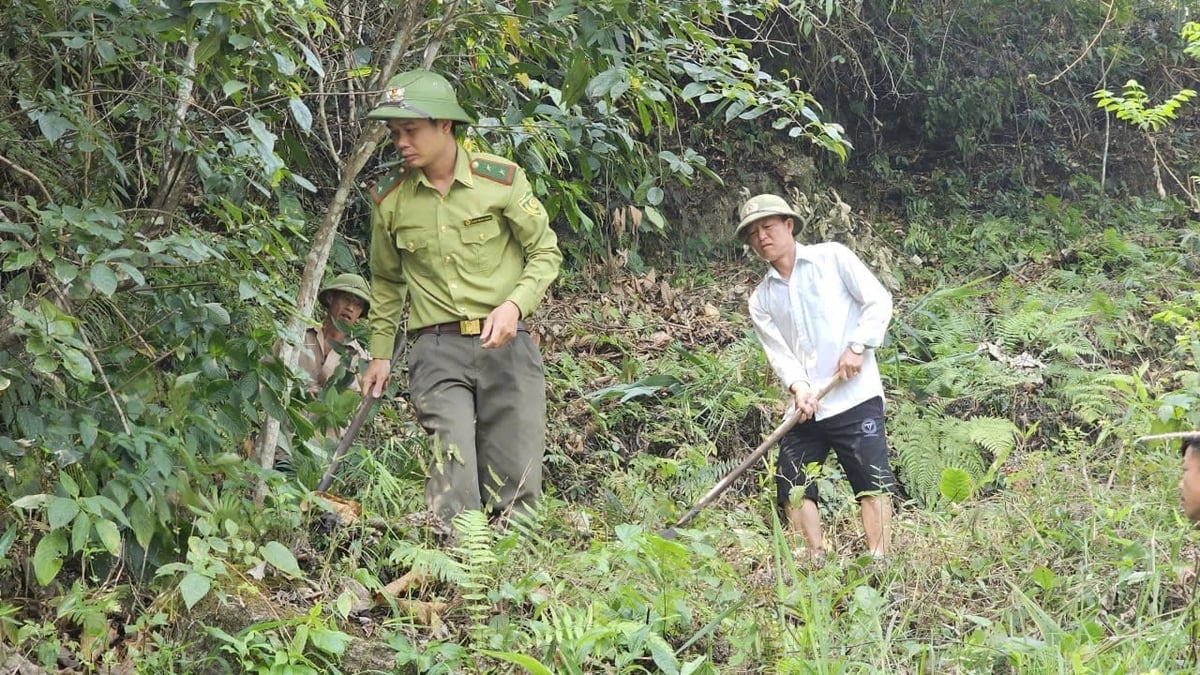 Pădurarii și localnicii defrișează terenuri și construiesc spărgătoare de incendiu pentru a preveni incendiile forestiere. Foto: Van Tam. Cán bộ kiểm lâm cùng người dân phát quang, làm đường băng cản lửa phòng chống cháy rừng. Ảnh: Vạn Tâm.