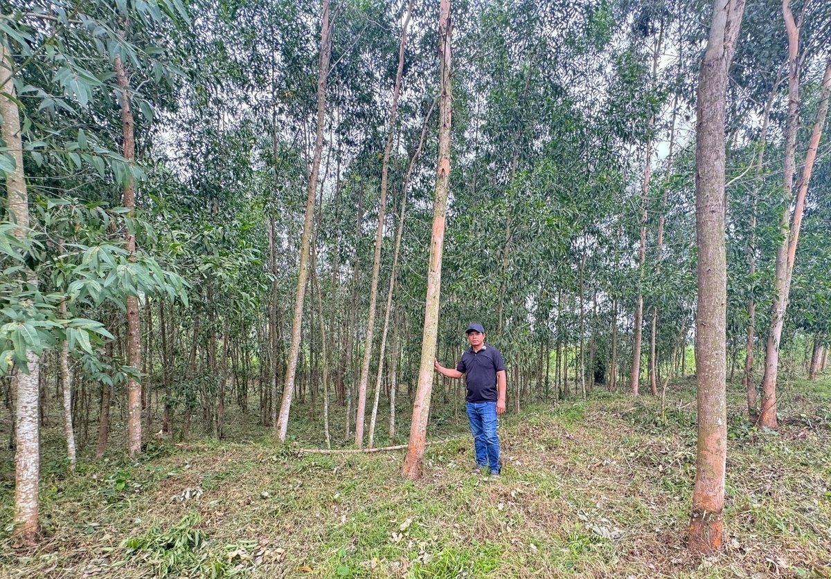 Hiện nay, anh Sa đã xây dựng được vùng nguyên liệu trồng bạch đàn cấy mô với diện tích khoảng 600ha ở địa phương để cung cấp cho xưởng chế biến. Ảnh: L.K.