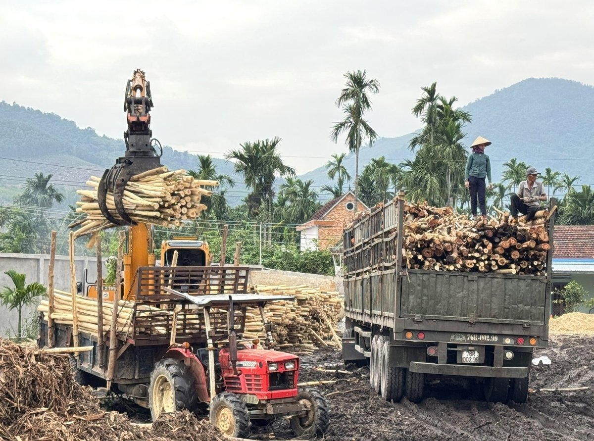 Trồng rừng bạch đàn để cung cấp cho xưởng chế biến không chỉ được bao tiêu đầu ra mà giá cả thu mua ổn định, không phụ thuộc vào thị trường. Ảnh: L.K.