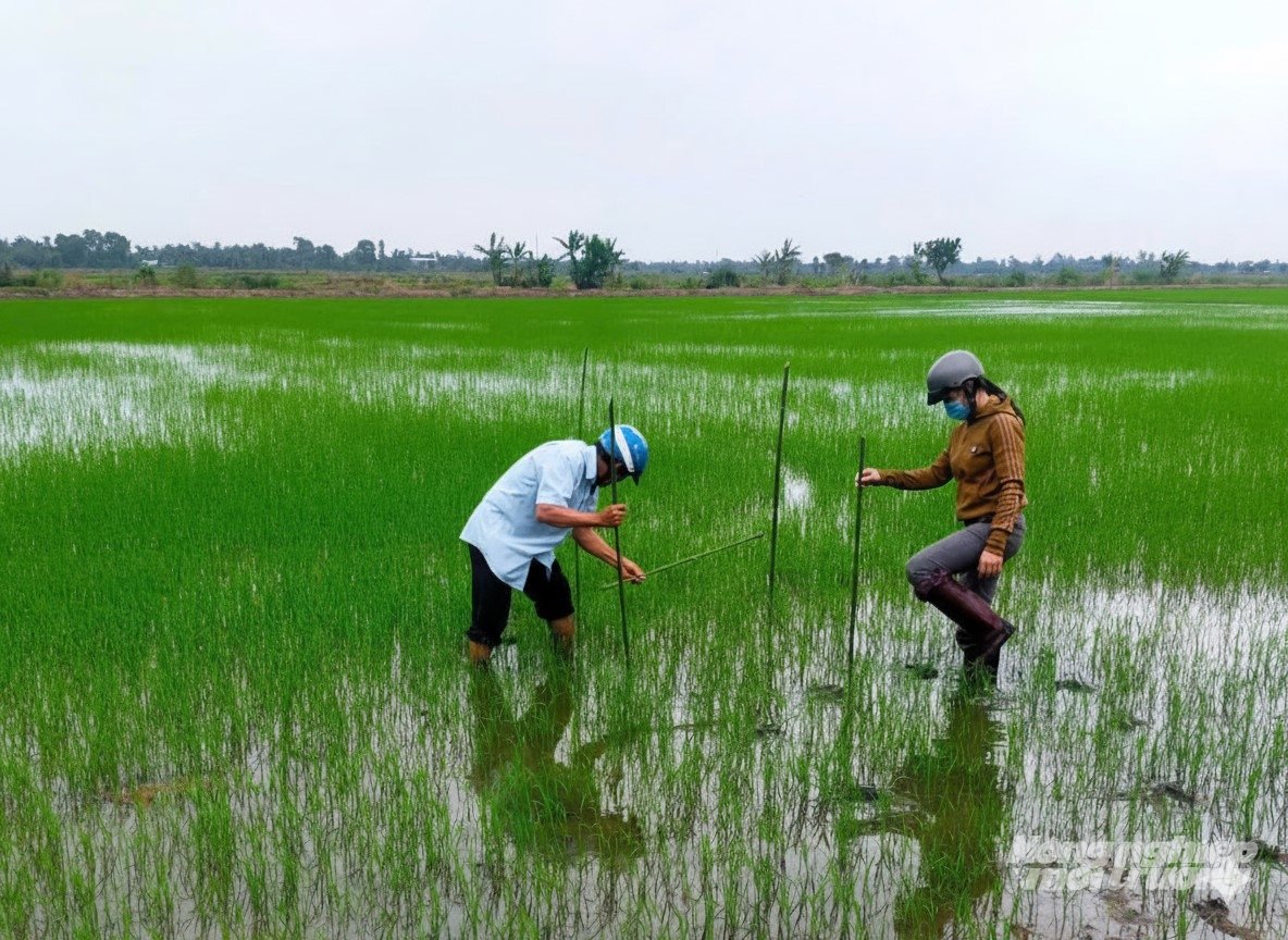 Xã viên Hợp tác xã Nông nghiệp Đường Gỗ Lộ  gắn thiết bị đo phát thải khí nhà kính, nhằm thực hiện mô hình sản xuất lúa giảm phát thải. Ảnh: Trung Chánh.