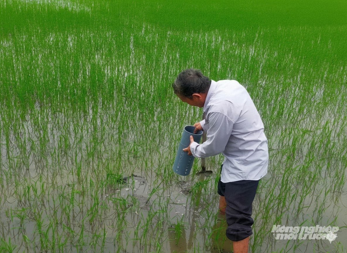 Giám đốc Hợp tác xã Nông nghiệp Đường Gỗ Lộ Nguyễn Hồng Phương đưa thiết bị đo mực nước xuống ruộng để theo dõi thực hiện quy trình tưới ướt khô xen kẽ trên cánh đồng tham gia Đề án 1 triệu ha lúa chất lượng cao. Ảnh: Trung Chánh.